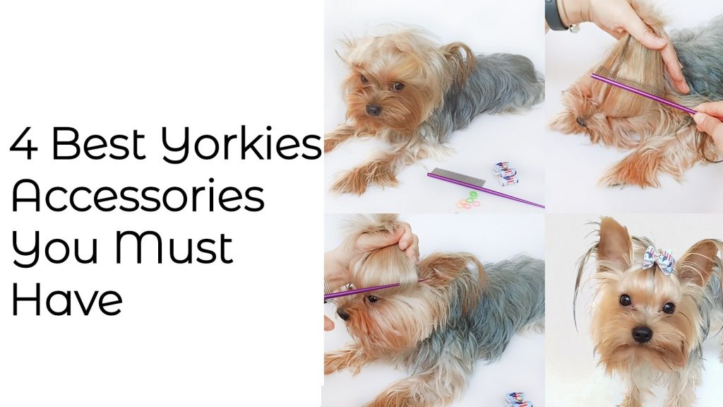 yorkie accessories