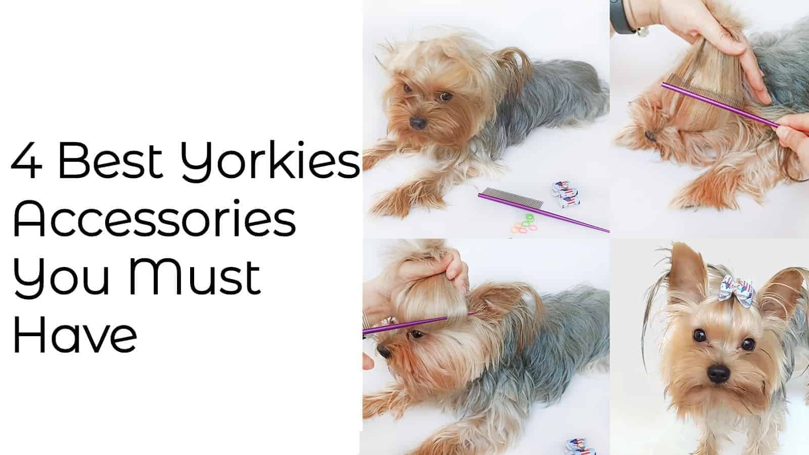 yorkie accessories