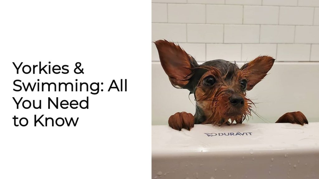 can yorkies swim