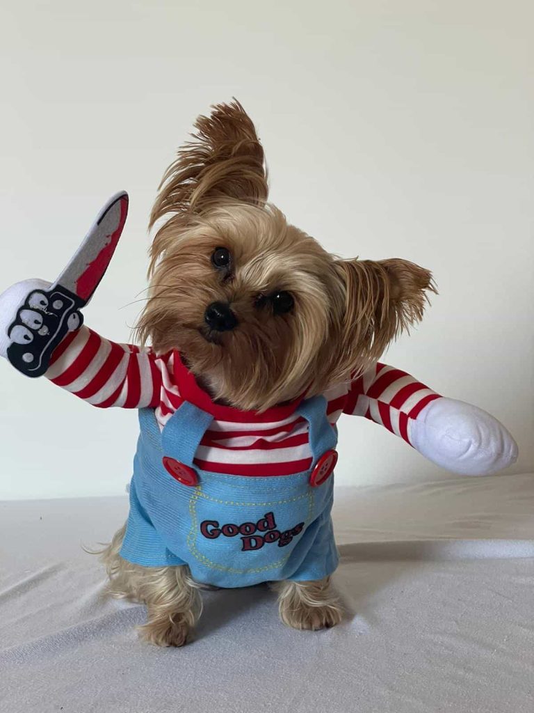 halloween killer yorkie costume