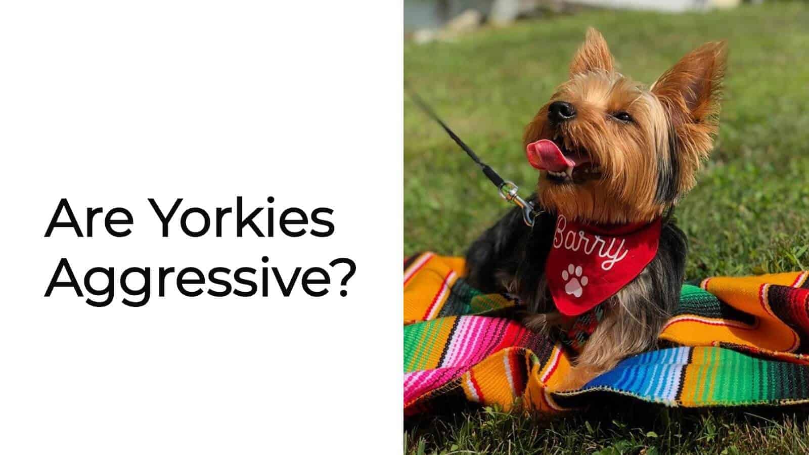 are yorkies aggressive