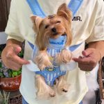 Yorkie Dog Carrier