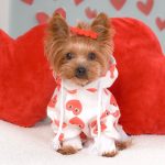 Hearts Play Yorkie Hoodie