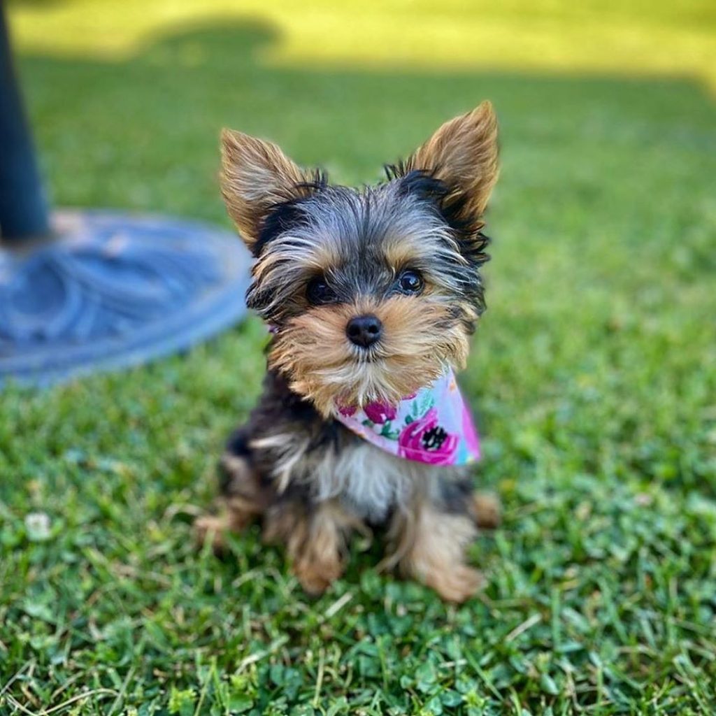 Definitive Guide To Yorkie Puppy Care Yorkies Gram