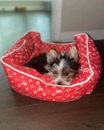 Red Louis Vuitton Designer Dog Bed - Image 3