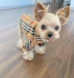 british-plaid-yorkie-shirt