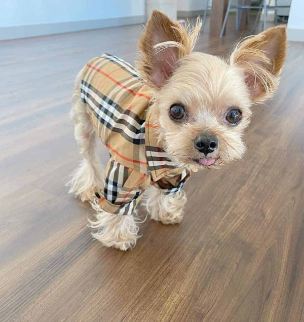 british-plaid-yorkie-shirt