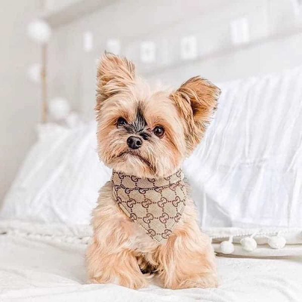 yorkies gram luxury gucci bandana