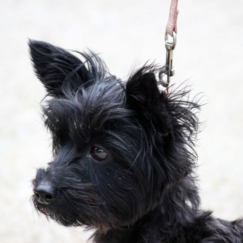 black yorkies types of yorkies