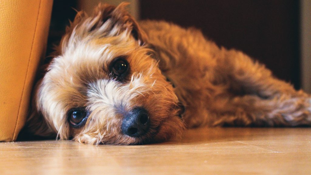 yorkie sleeping