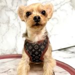 five-star-harness-with-leash-set