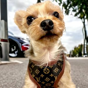 five-star-harness-with-leash-set