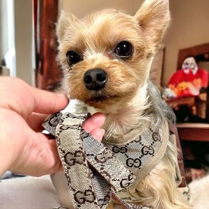 pawcci designer dog yorkie harnes with leash set