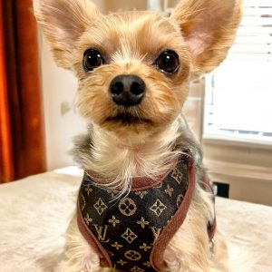 lv-small-dog-yorkie-harness-leash-set