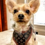 lv-small-dog-yorkie-harness-leash-set
