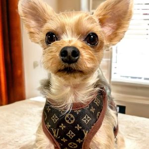 lv-small-dog-yorkie-harness-leash-set