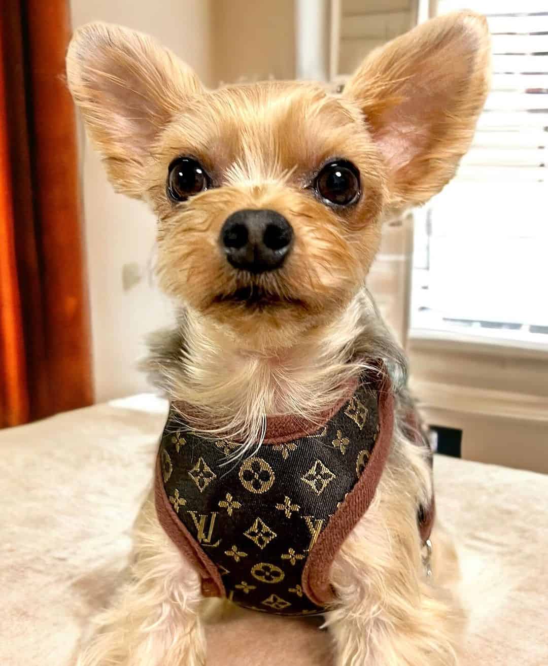 louis vuitton collars for small dogs