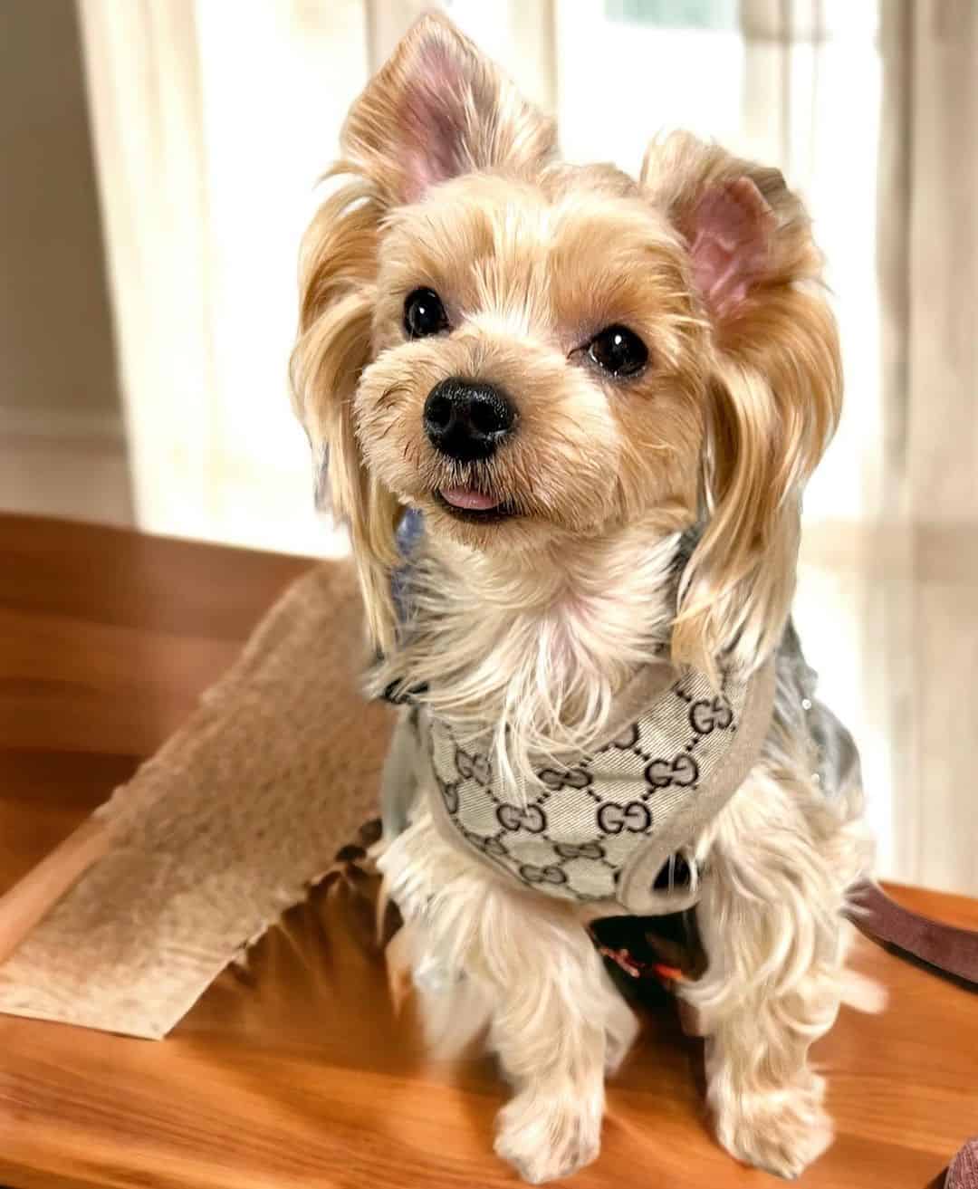 Gucci Dog Harness 