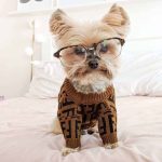 Yorkie Fendi Dog Sweater