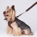 Luxury Yorkie Harness - Image 4