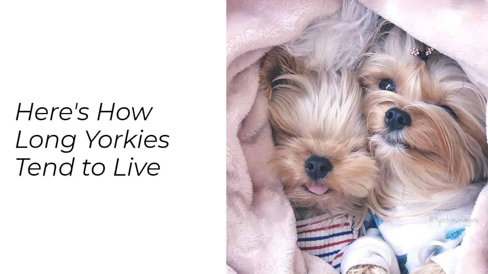 how long do yorkies live