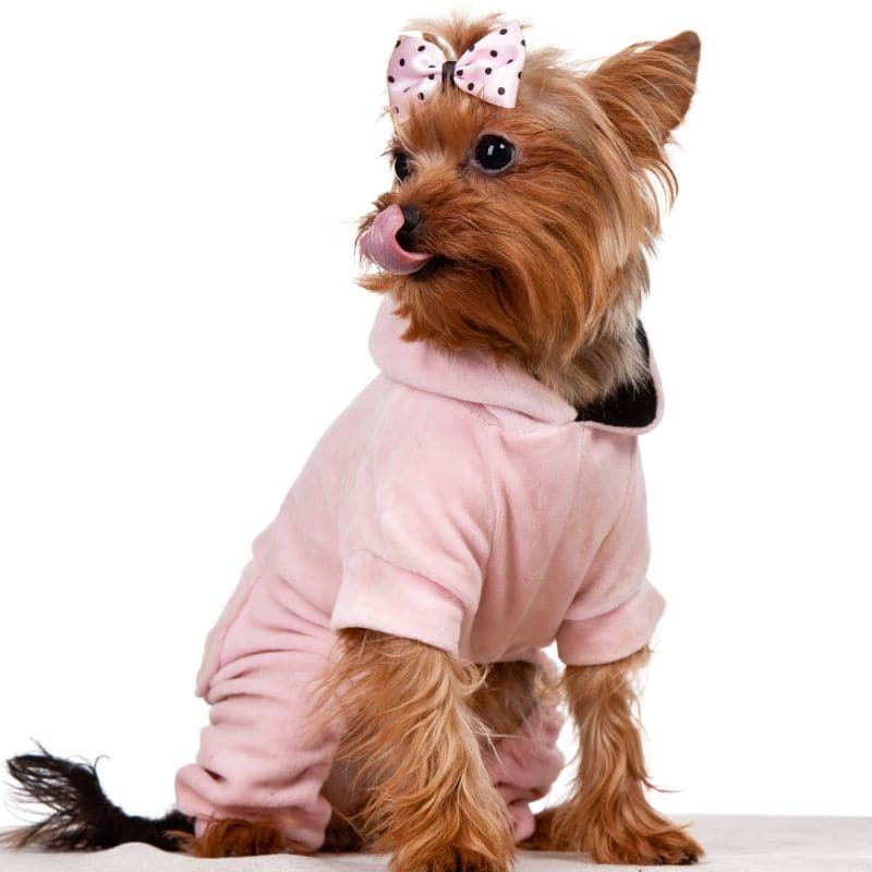 allergies in yorkies yorkies gram