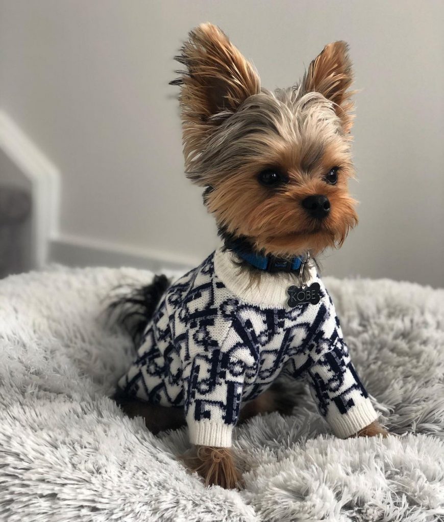 diordog-sweater teacup yorkie clothes