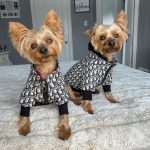 adore-dog-jacket