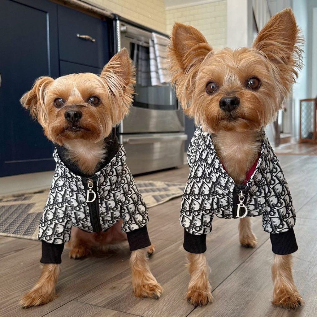 adore dog jacket