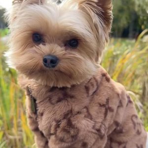 chewy-v-yorkie-coat