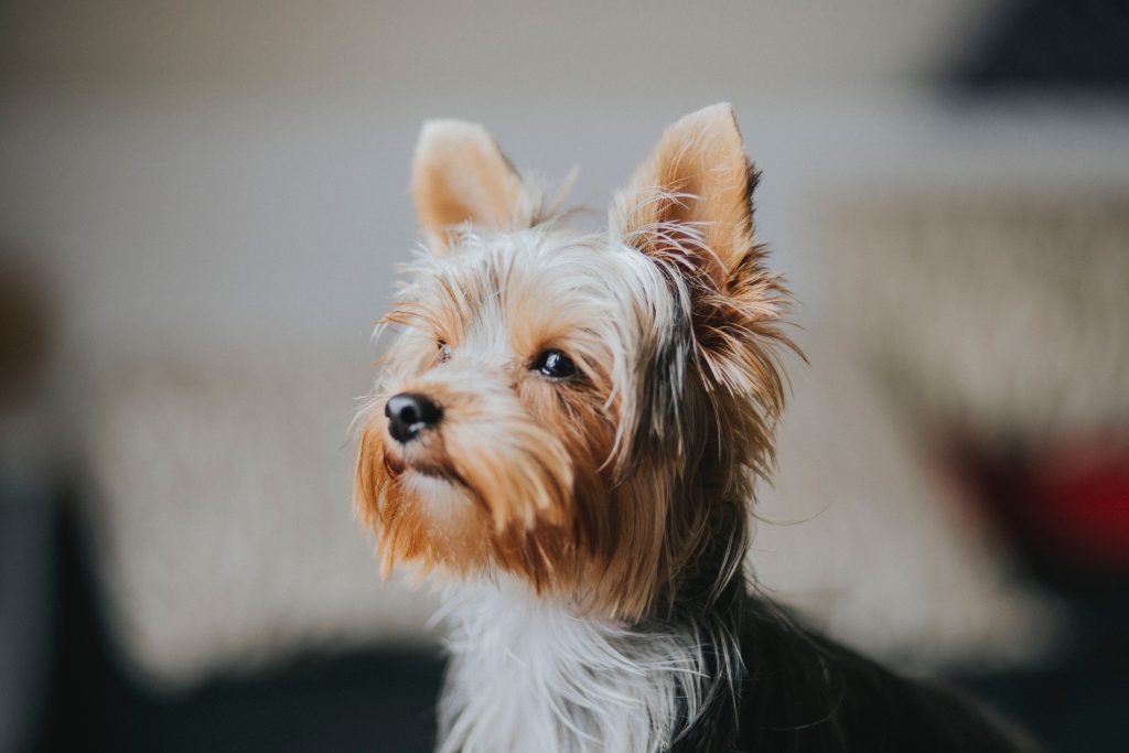 how to clean yorkie eyes