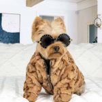 chewy-v-yorkie-coat