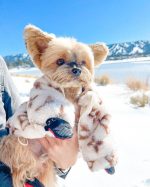 designer-dog-lv-coat