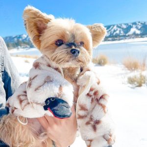 designer-dog-lv-coat