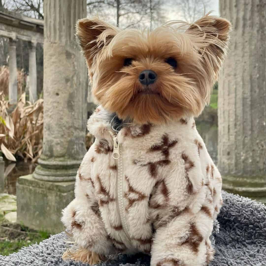 Louis Vuitton dog jacket, best dog windbreaker