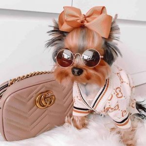 Dog clothes for yorkies best sale