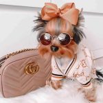 beige-dog-designer-gg-sweater