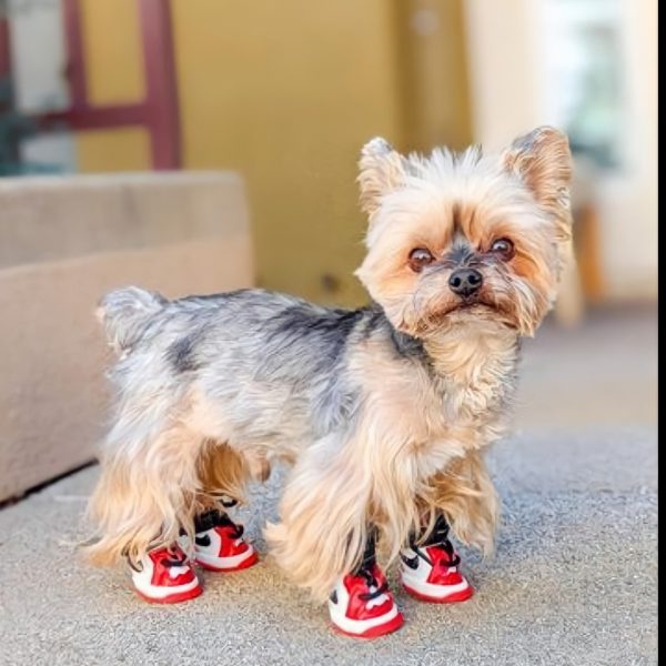 jordan dog shoes swoosh dog shoes for walking