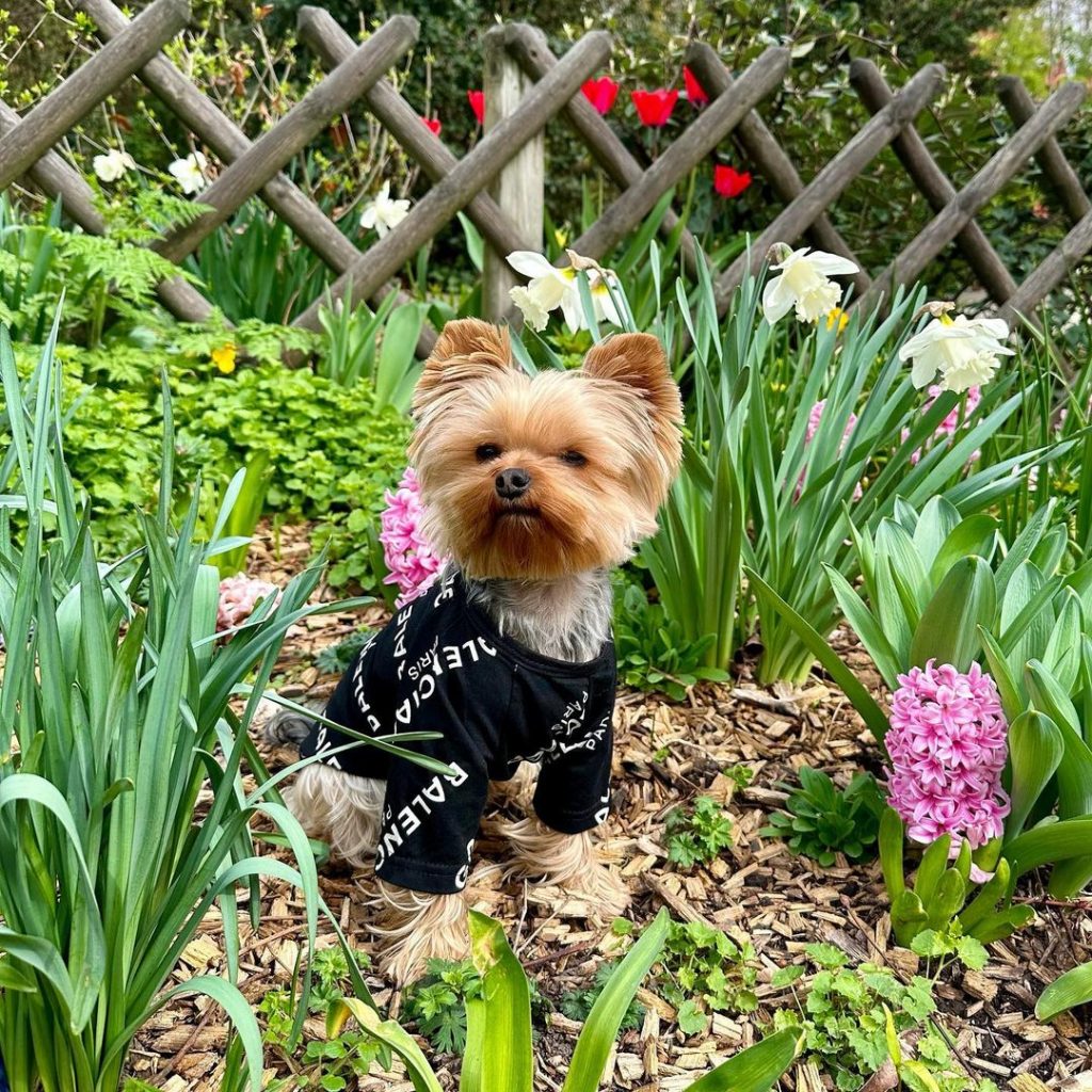 pawenciaga black designer dog t-shirt