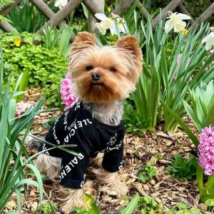 pawenciaga-black-designer-dog-t-shirt