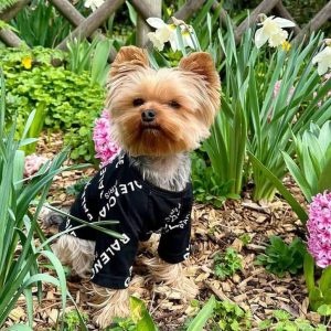 pawenciaga black designer dog t-shirt