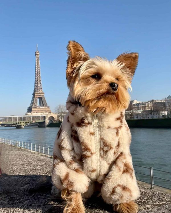 designer-dog-lv-coat