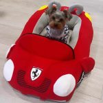 ferrari-dog-yorkie-bed