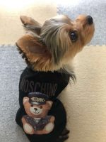 pawchino-yorkie-shirt