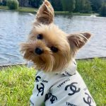 luxury chanel dog hoodie