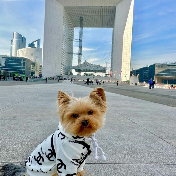 luxury chanel dog hoodie