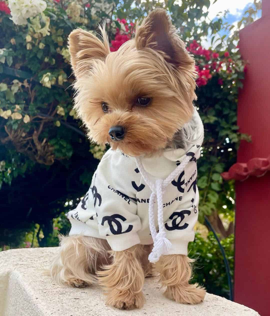 Dogior Designer Monogram Dog Sweater