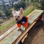 the dog face puffer jacket yorkies gram