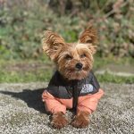 yorkies gram the dog face puffer jacket