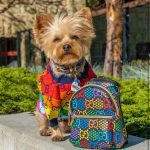 pawcci-dog-multicolor-backpack